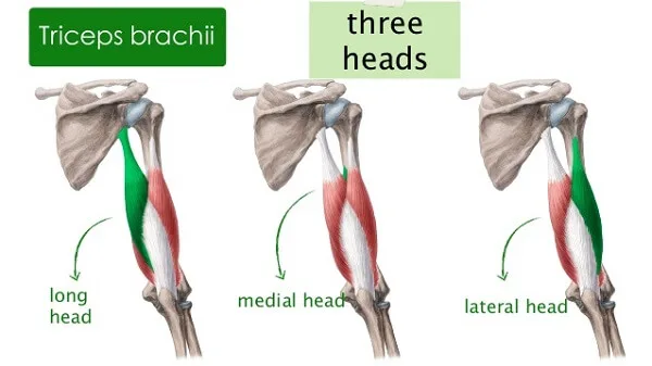 dumbbell press