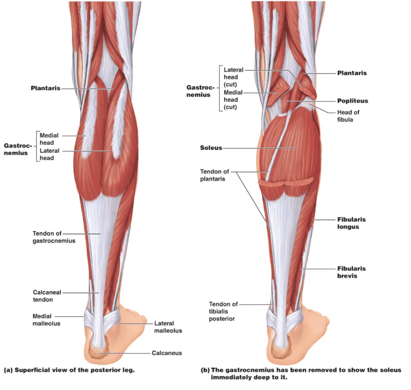 deadlift çalıştırdığı kaslar