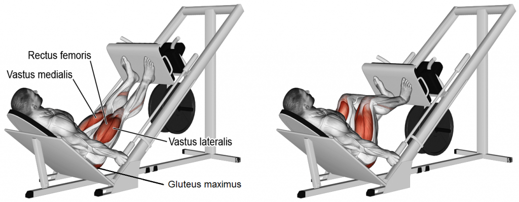 Leg Press nereyi çalıştırır