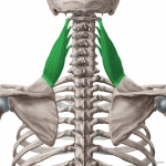 Levator Scapulae