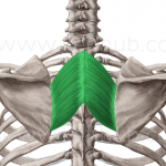 Rhomboideus