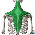 Trapezius