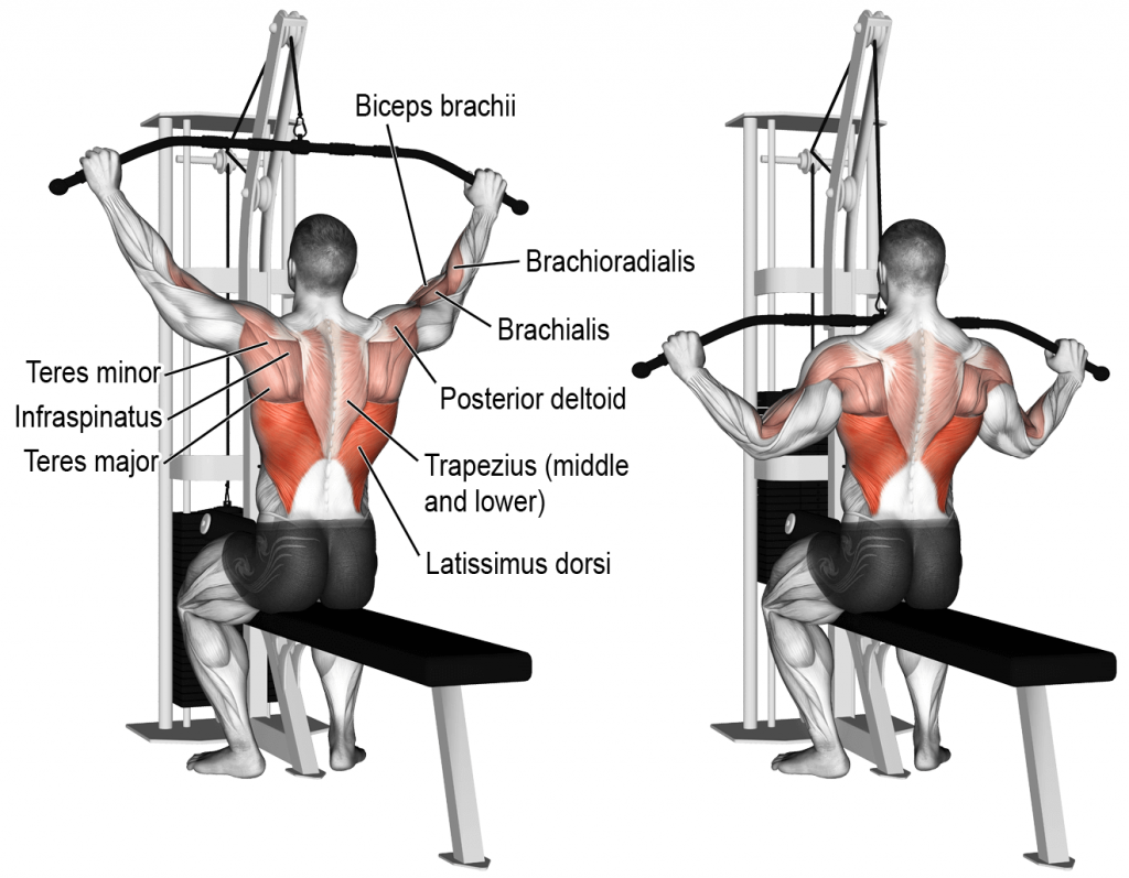 lat pulldown nereyi çalıştırır