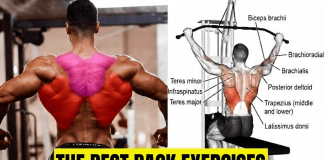Back Exercises