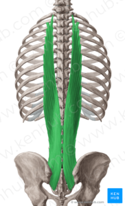 Longissimus thoracis